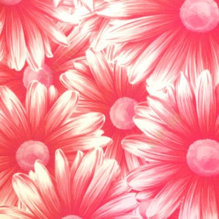 Awesome big beautiful flower looks like real 3D pattern pink cream beige combination color of daisy flower wallpaper