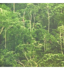 Dark green dense forest with small small long height trees with big amount of leafy pattern with its tree wallpaper