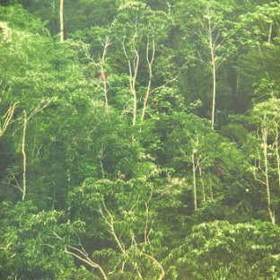 Dark green dense forest with small small long height trees with big amount of leafy pattern with its tree wallpaper